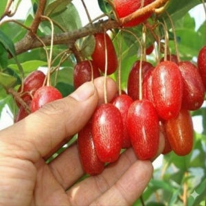 보리수나무 묘목 2년생 상묘 왕보리수나무 유실수