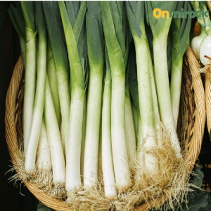 온미락 신안 햇 대파 상품 1kg 2kg 3kg 5kg 10kg 노지 흙대파