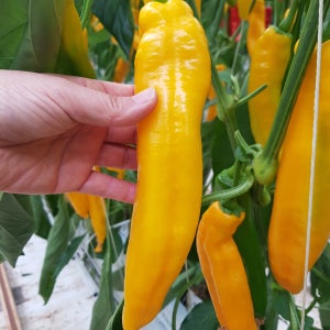 길쭉한 바나나파프리카 (팔레르모) - 1.5kg (9개~16개)