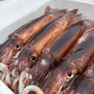 훈씨네 생물오징어 국산 오징어 통찜용 당일조업