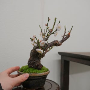 백매 매화분재 은은한 향의 고급 수형 봄꽃 분재