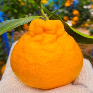 산지직송 당일출고 제주 서귀포 한라봉 선물세트 5kg, 1개