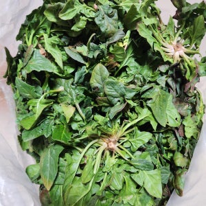 해풍 맞은 남해 노지 시금치 1KG 제철 나물