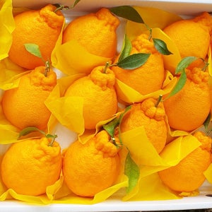 제주 서귀포 하우스 한라봉 농장직송 5kg 10kg 선물용 실속형 가정용 설선물세트