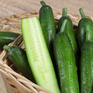 올바담 국내산 미니오이 1kg 2kg 꼬마 스낵 오이 산지직송 당일수확