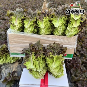 국내산 적상추 4kg 농장직송 당일수확 완주식탁 상추 업소용