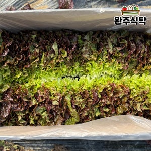 [당일수확] 국내산 적상추 4kg 농장직송 완주식탁 상추
