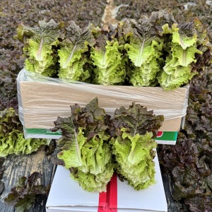 국내산 적상추 4kg 농장직송 산지직송 완주식탁 상추 청상추 꽃상추 업소용