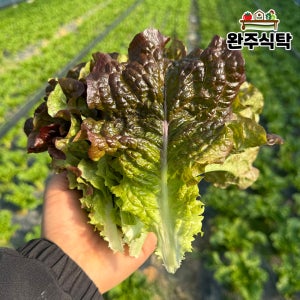 국내산 적상추 1kg 2kg 농장직송 당일수확 완주식탁 상추