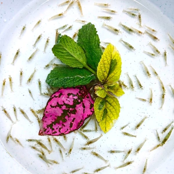 작은 생이새우 50마리 100마리인복이 거북이 우파루파 열대어 생먹이