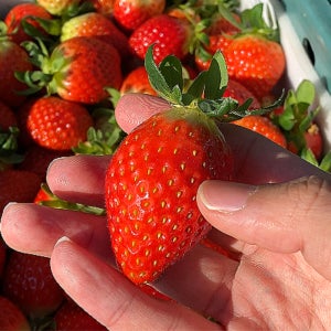 딸기 설향 산지직송 논산 프리미엄 생딸기 700g