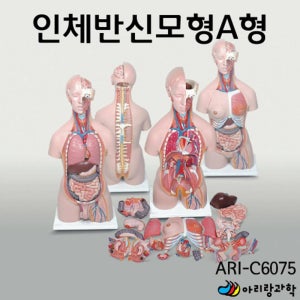 과학관 전시용 교육용 인체 반신 모형 A형 과학실험 수업용 실험