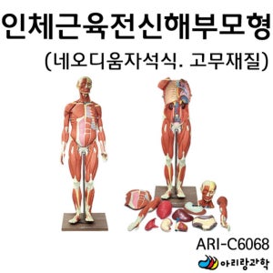 의대 해부학 실습 자석식 인체 근육 전신 모형 체험학습 수업용