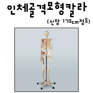 의대 실습용 전신 관절 인체 골격 모형 170 칼라 논리학습 생물