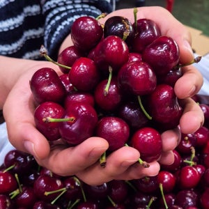 고당도 프리미엄 생 체리 5kg 항공직송 특대과 대과