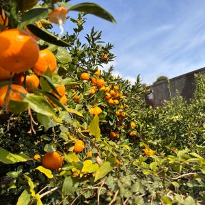 심온상회 제주산 조생 감귤 실중량 9kg(10kg박스포함)