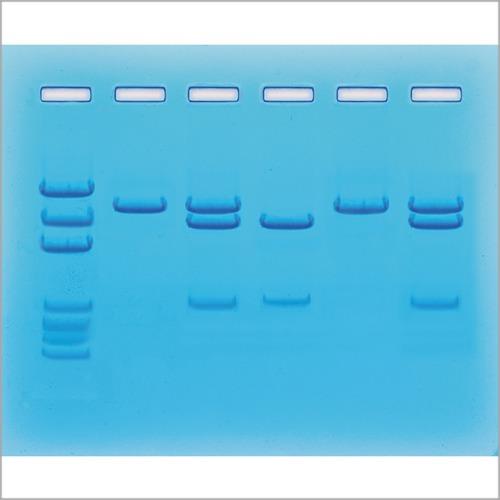 COVID-19(<b>코로나</b>) 핵산검사