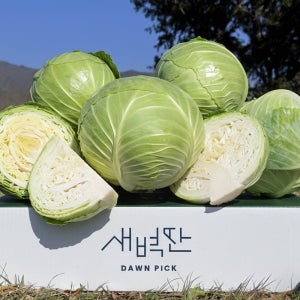 제주 미니 양배추 3kg