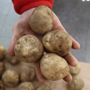 맛있는 26년수확 햇감자 수미감자 대, 10kg, 1개