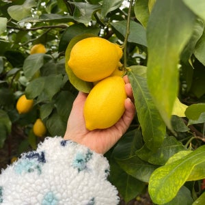 제주 무농약 레몬 3kg 5kg 산지직송