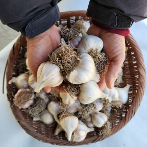 의성마늘동네 햇마늘 육쪽 통마늘 저장용 한접 소2접, 4kg, 1개