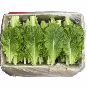 농진사 청상추 로메인 국내산 특품 4kg, 1개