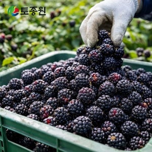 토종원 고창선운산농협 토종복분자 생과 10kg 급속냉동 온라인 단독