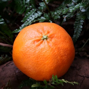 [제주직배송] 믿고먹는 무농약 레드향 가정용 중소과, 5kg, 1개