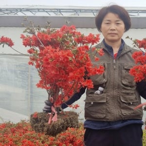 영산홍 철쭉 나무 0.3-0.4m 묘목 사철 연산홍 봄꽃