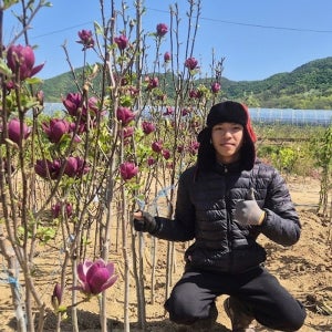 목련나무 제니 자목련 분묘 3년 묘목 상묘 지니