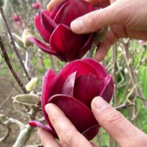 목련나무 제니 자목련 분묘 3년 묘목 상묘 지니