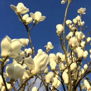 목련나무 백목련 나무 접목 묘목 상묘