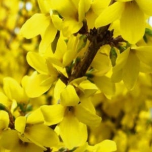 개나리나무 묘목 상묘 개나리꽃 봄꽃나무