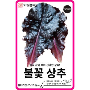 불꽃상추 씨앗 1500립 / 적색 아삭이 유럽 상추 종자 쌈 채소씨앗 고급 키우기