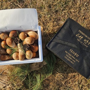 참송이 버섯 선물세트 최고급 명절 산지직송 국내산 유솔팜 고성반가 설날선물세트