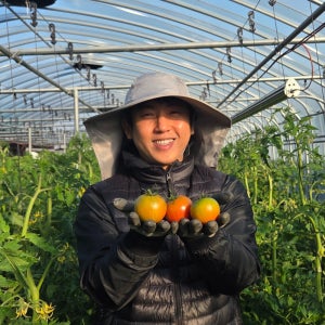 [도매가] 부산 대저동 짭짤이 토마토 대저토마토