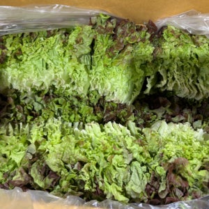 [로아프레시] 당일경매 발송 신선한 국산 꽃상추