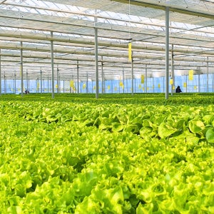 [무농약 수경재배] 유럽 샐러드 채소 야채 유러피안 버터헤드 로메인 상추 1kg, 1개