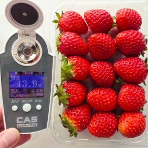 최대 17브릭스 프리미엄 금실 딸기 2kg 가락시장 당일 경매