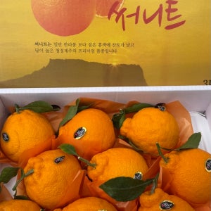 당도보장 써니트한라봉 선물용 3kg