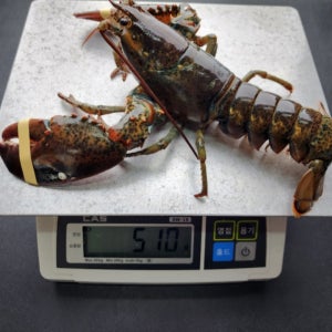 캐나다산 연안 활 랍스타 500g 항공직송 생물 랍스터