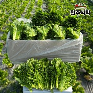 국내산 청상추 1kg 2kg 농장직송 당일수확 완주식탁 상추