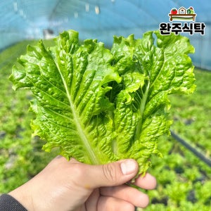 국내산 청상추 1kg 2kg 농장직송 당일수확 완주식탁 상추