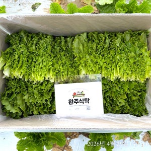 [당일수확] 국내산 청상추 로메인 4kg 농장직송 완주식탁 업소용