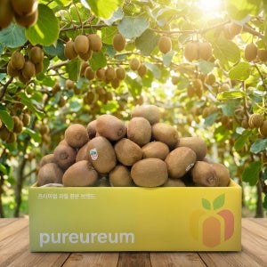 제주 그린키위 고당도 프리미엄 특대과 1.4kg 이상