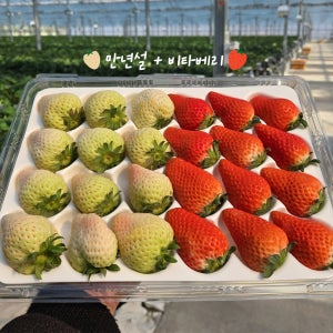 프리미엄 논산 만년설+비타베리 딸기 700g 특 20-30구 선물