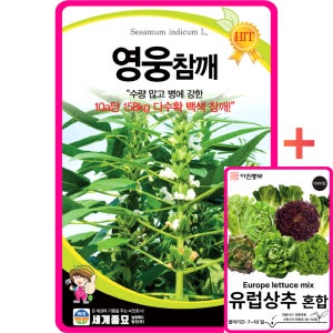 영웅참깨 종자 씨앗 3000립 / 수확량많은 외대깨 조생종 내병성 다수확 참깨 흰깨