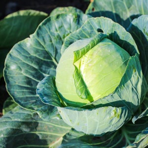 제주 햇 미니 양배추 아삭한 샐러드용 생식