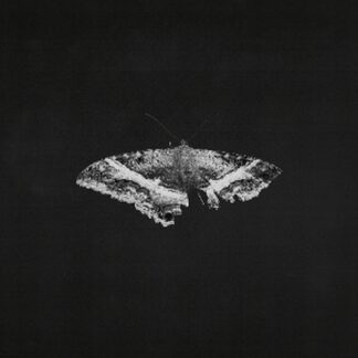 Kendrick Lamar To Pimp a Butterfly LP (켄드릭 라마 LP)