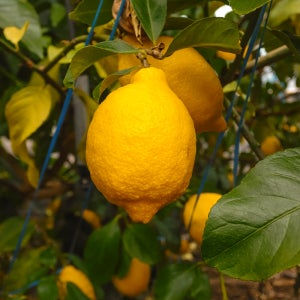 [제주 산지직송] 안복농원 레몬 중과, 5kg, 1개